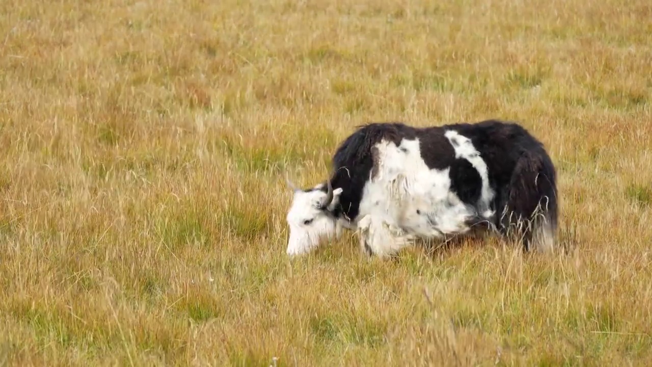 牦牛在吃草视频下载