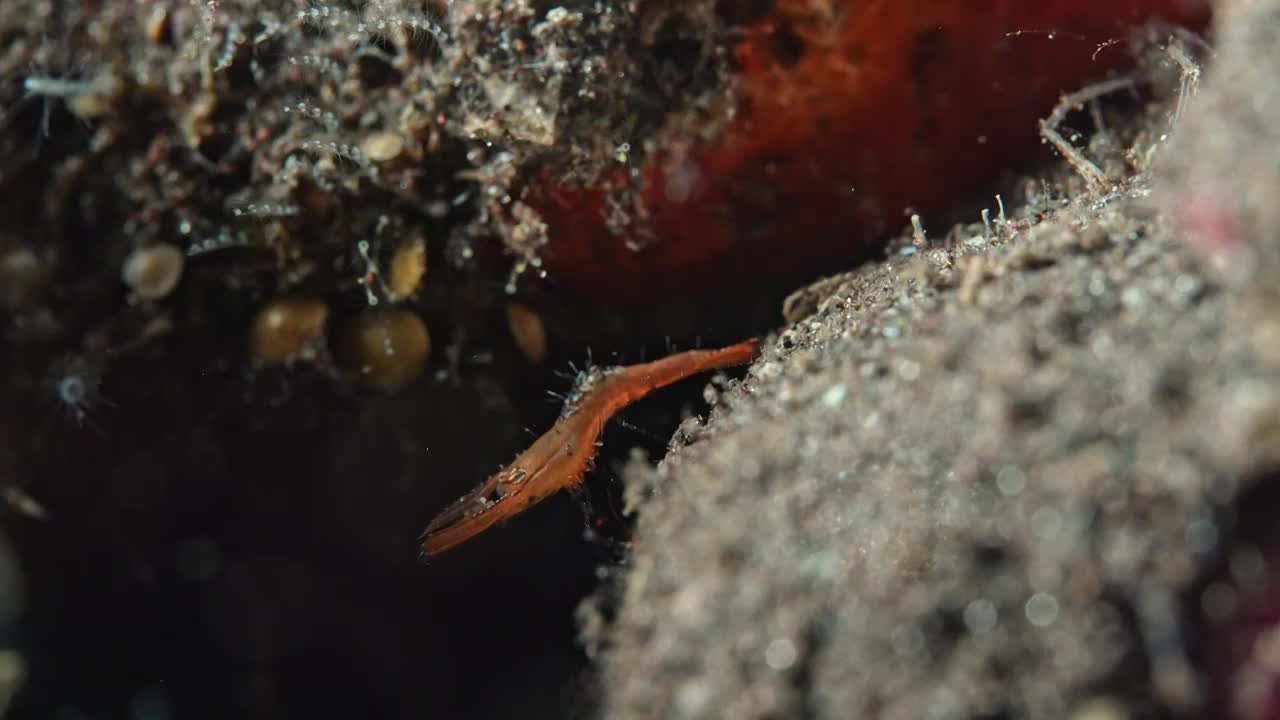 水下摄影神奇神秘的海底世界长鼻岩虾视频素材