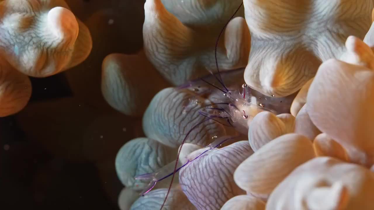 水下摄影神奇神秘的海底世界海葵虾视频素材