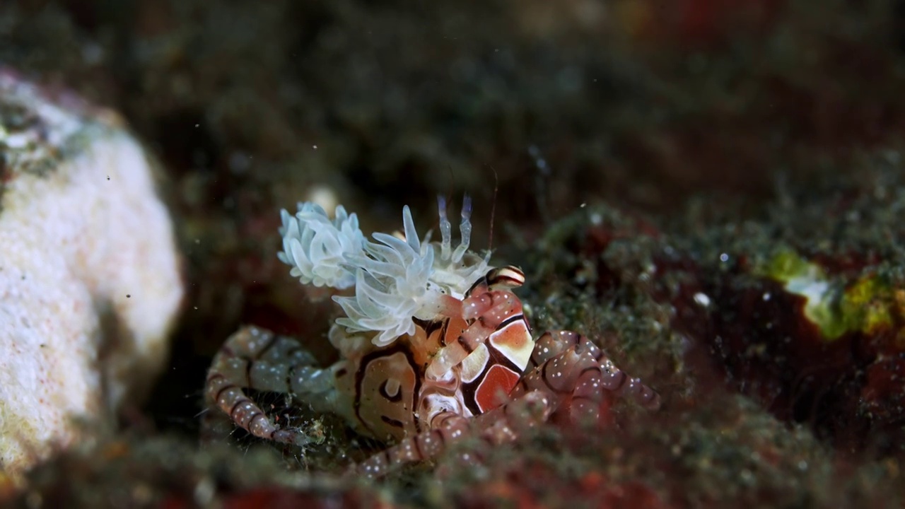 水下摄影神奇神秘的海底世界拳击蟹视频素材