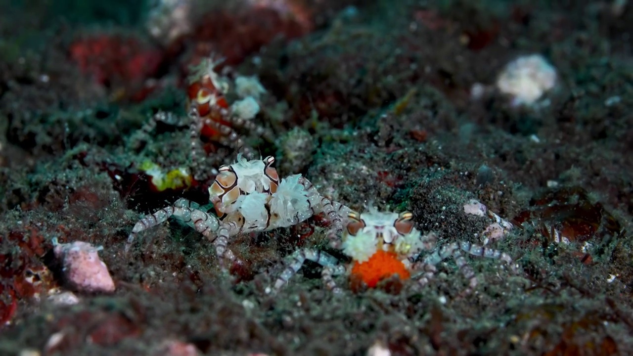 水下摄影神奇神秘的海底世界拳击蟹视频素材