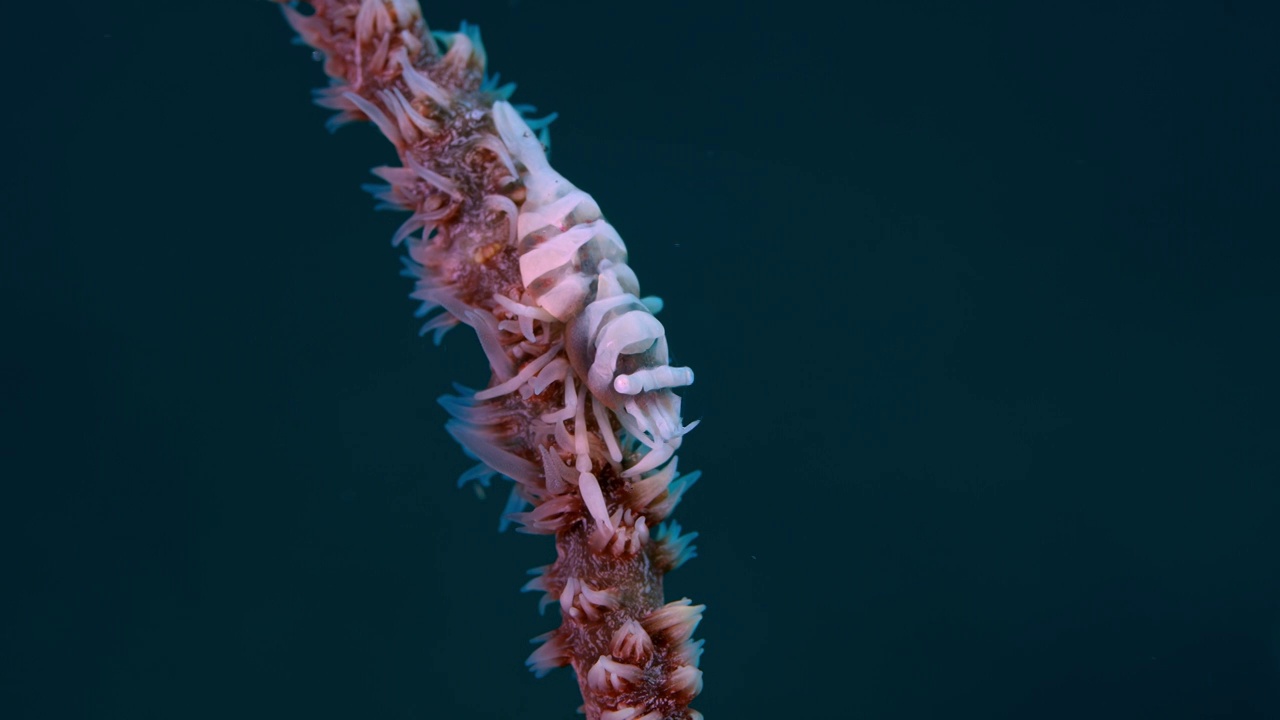 水下摄影神奇神秘的海底世界海鞭虾视频素材
