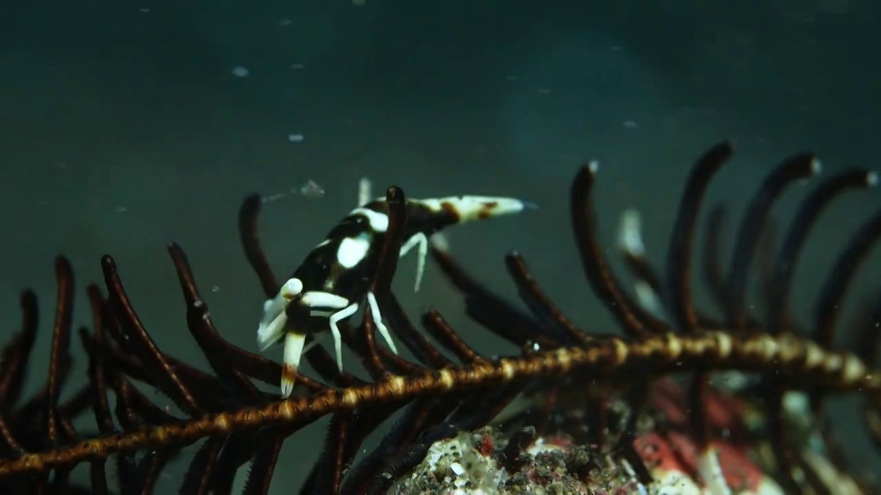 水下摄影神奇神秘的海底世界海鞭虾视频素材
