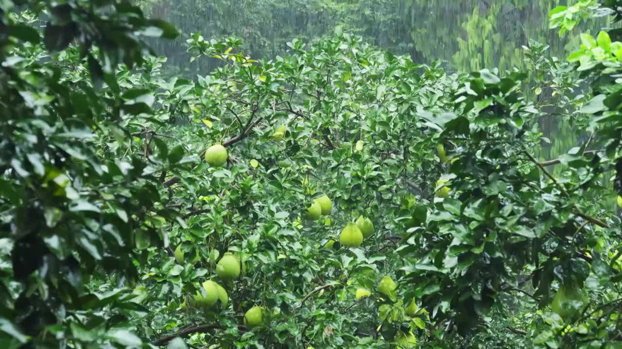 雨中的柚子视频下载