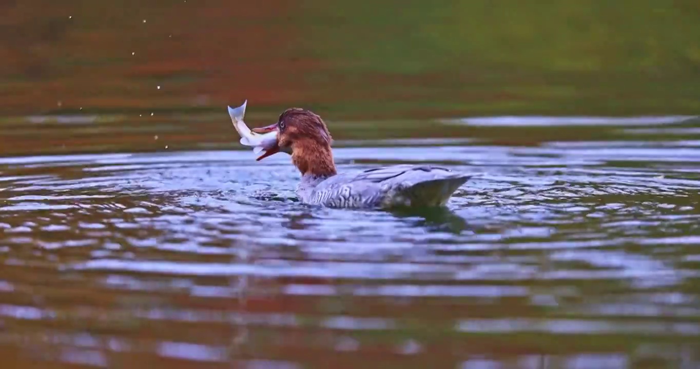 吉林省吉林市长白山国家森林公园中华秋沙鸭戏水捕鱼场景视频下载