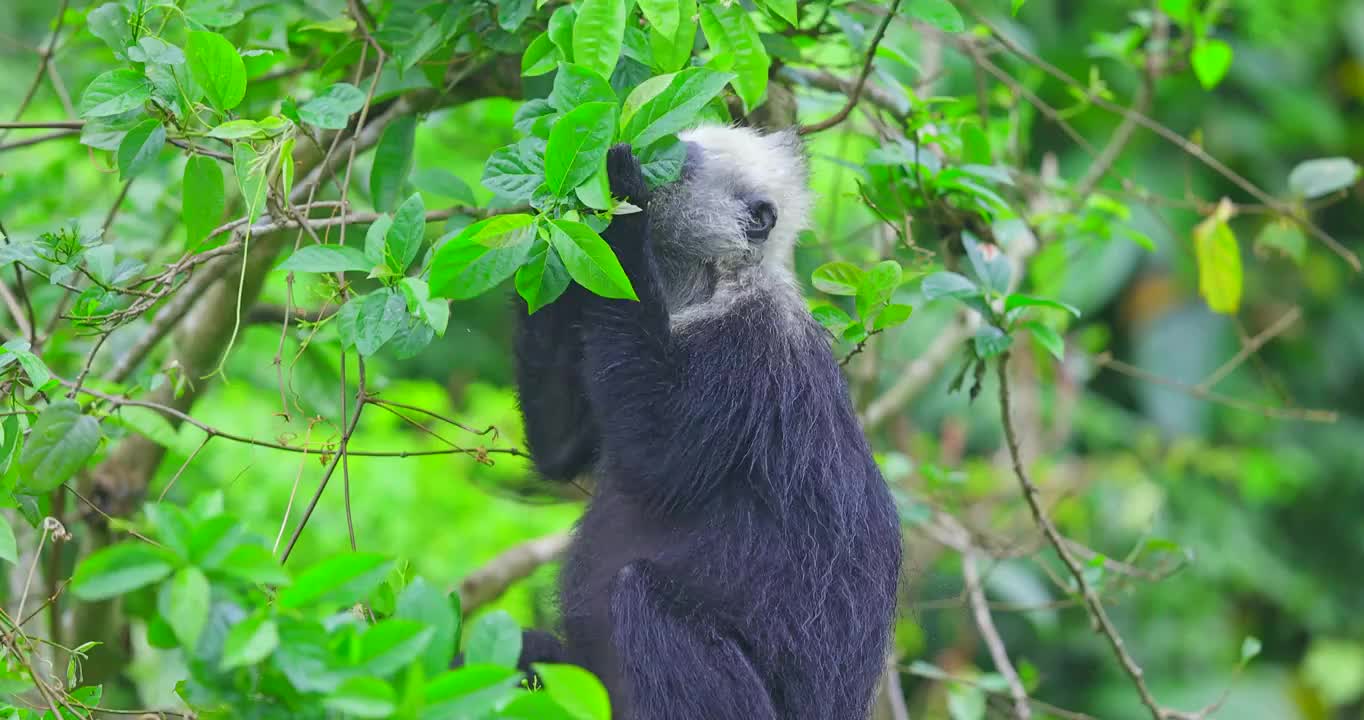 广西壮族自治区崇左市的罗白乡自然保护区白头叶猴栖息地视频下载