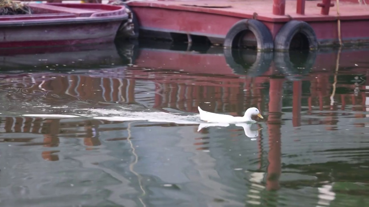 河里的鸭子3视频下载