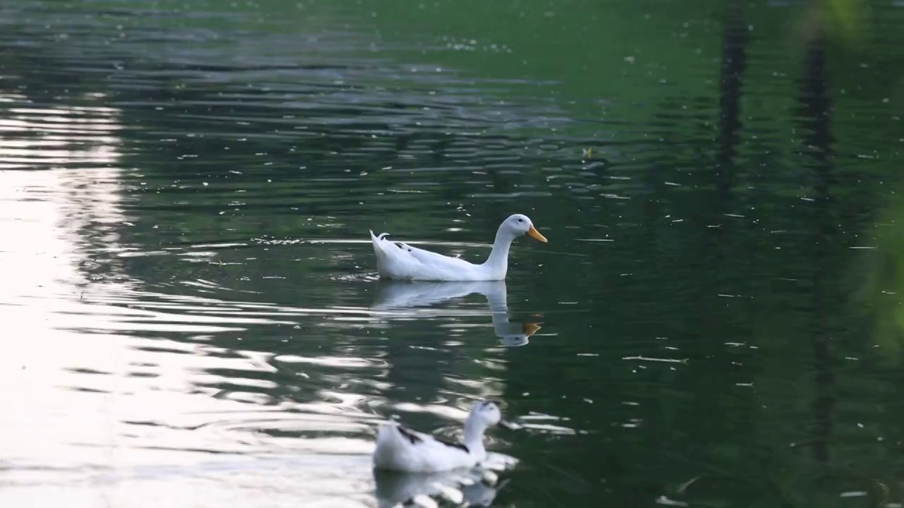 河里的鸭子4视频下载