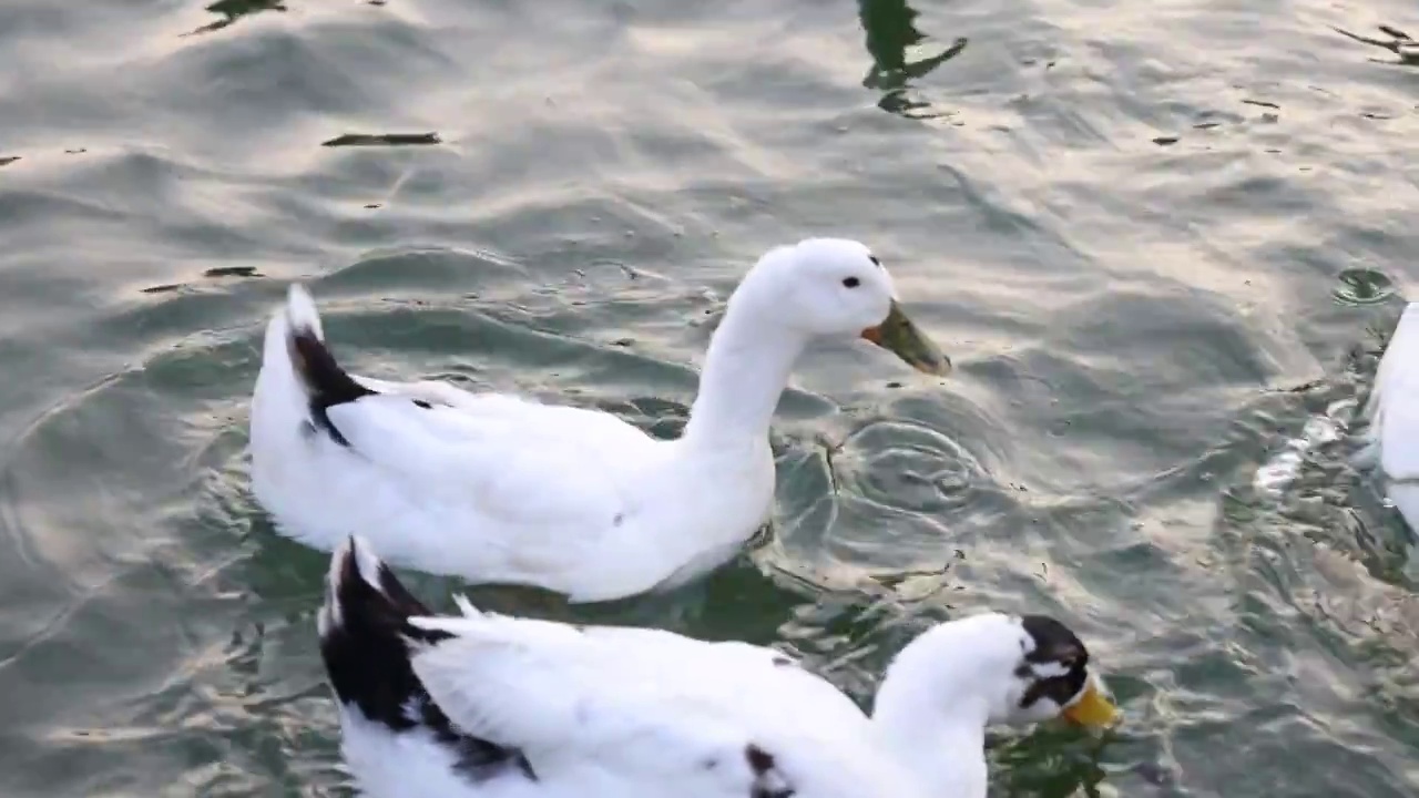 河里的鸭子6视频下载