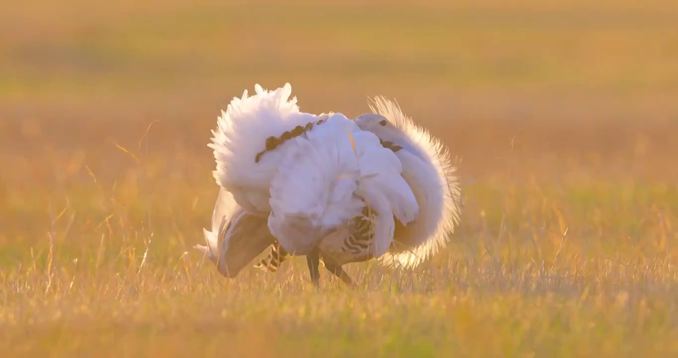 内蒙古赤峰市国家一级保护动物大鸨野外觅食视频下载