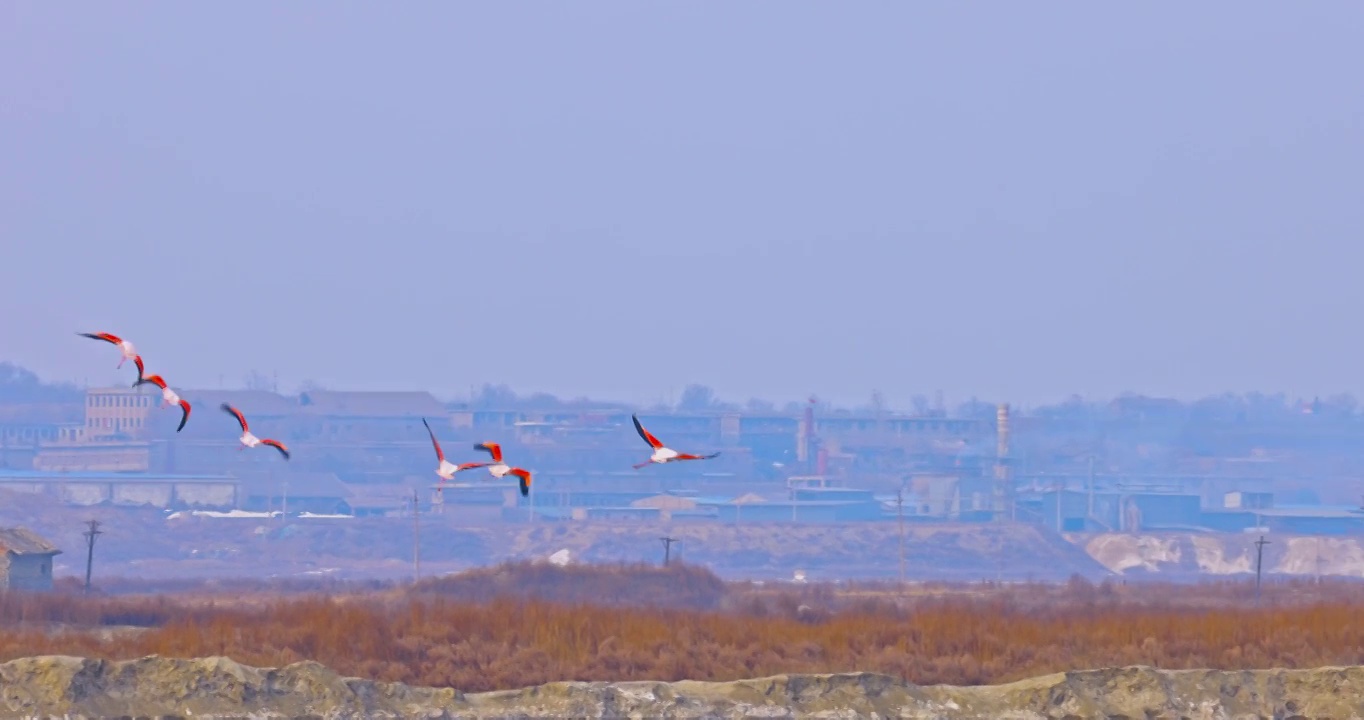 山西省运城市盐湖湿地火烈鸟栖息地视频素材