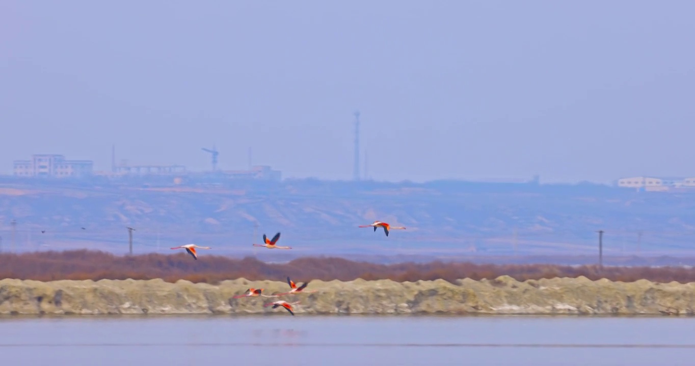 山西省运城市盐湖湿地火烈鸟栖息地视频下载