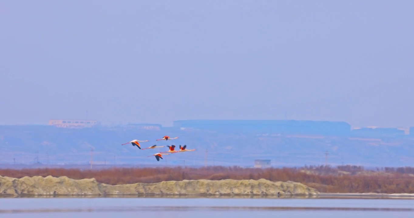 山西省运城市盐湖湿地火烈鸟栖息地视频素材