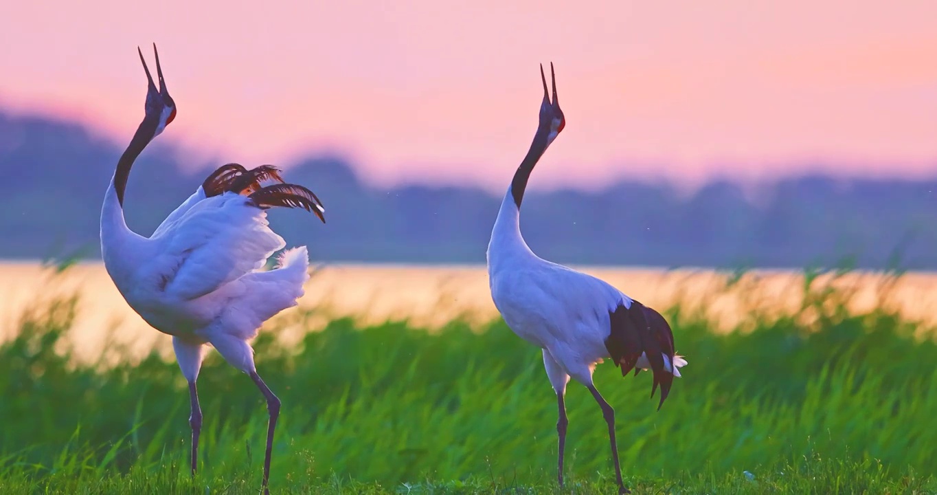 黑龙江齐齐哈尔扎龙国家级自然保护区丹顶鹤求偶画面视频下载