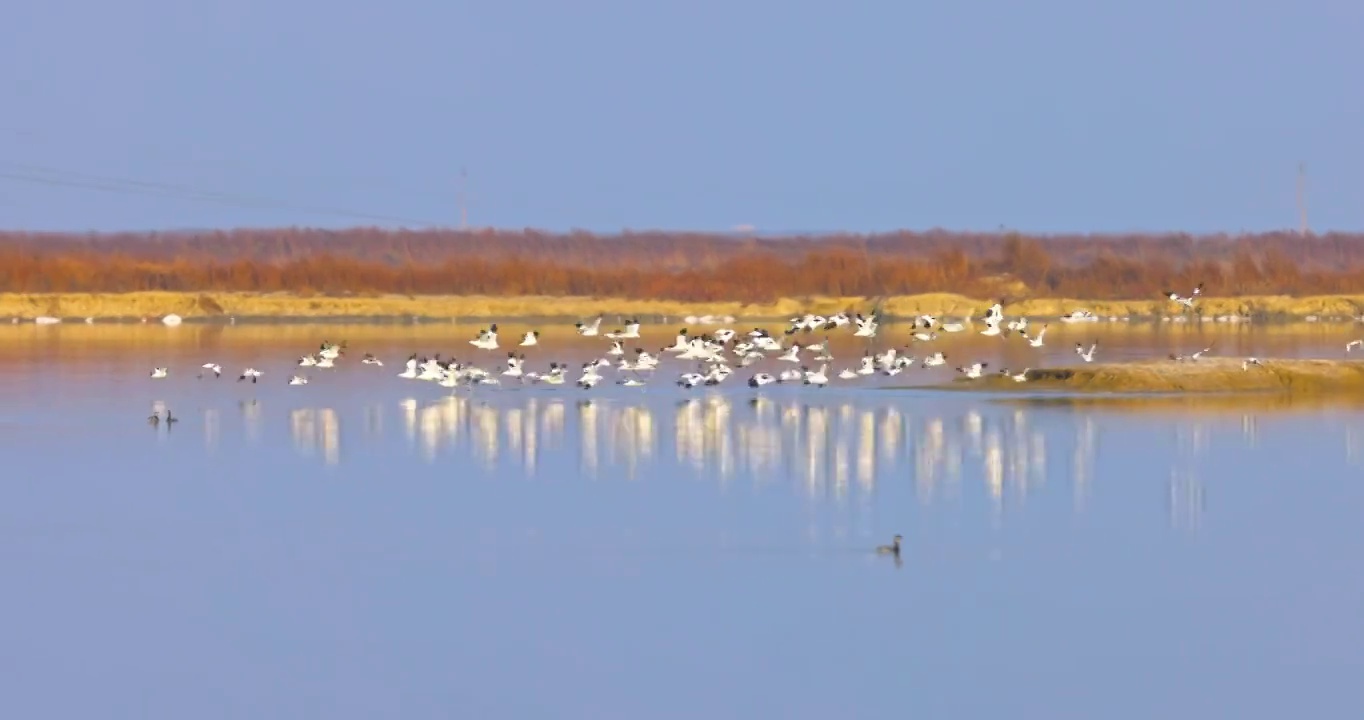 山西省运城市盐湖湿地反嘴鹬飞翔画面视频素材