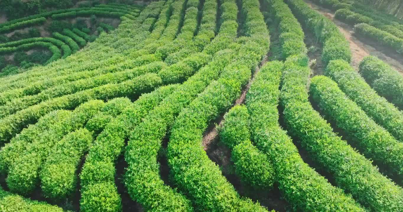 航拍 福建 茶园 茶叶 茶山 茶场视频素材