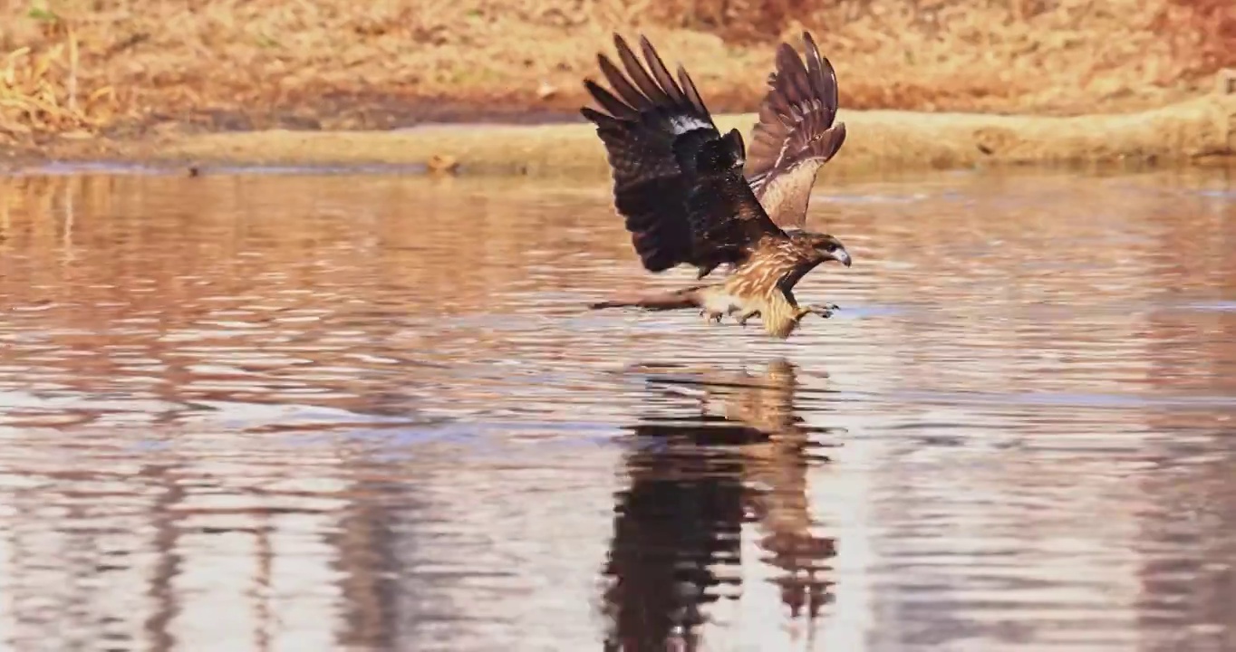 吉林省吉林市湿地公园黑耳鸢哺育精彩画面视频下载