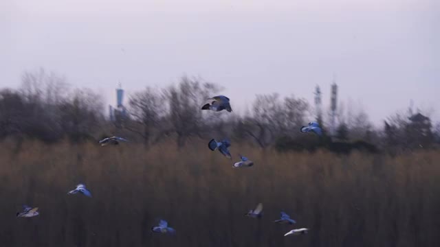 鸽群降落天鹅湖视频素材