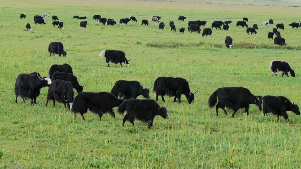 高山牧场的牦牛群视频下载