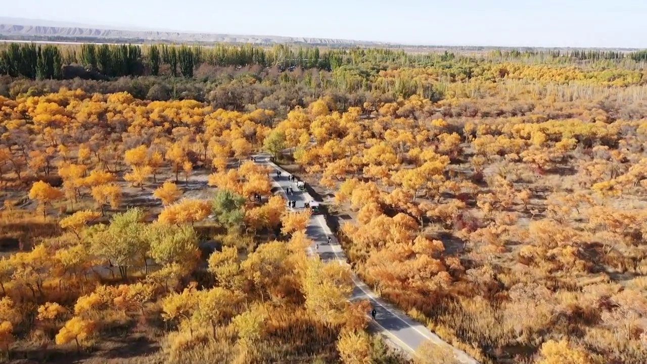 秋天新疆金色胡杨林，胡杨树的航拍风光视频下载