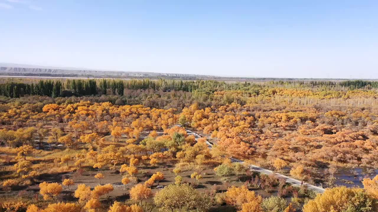 秋天新疆金色胡杨林，胡杨树的航拍风光视频下载
