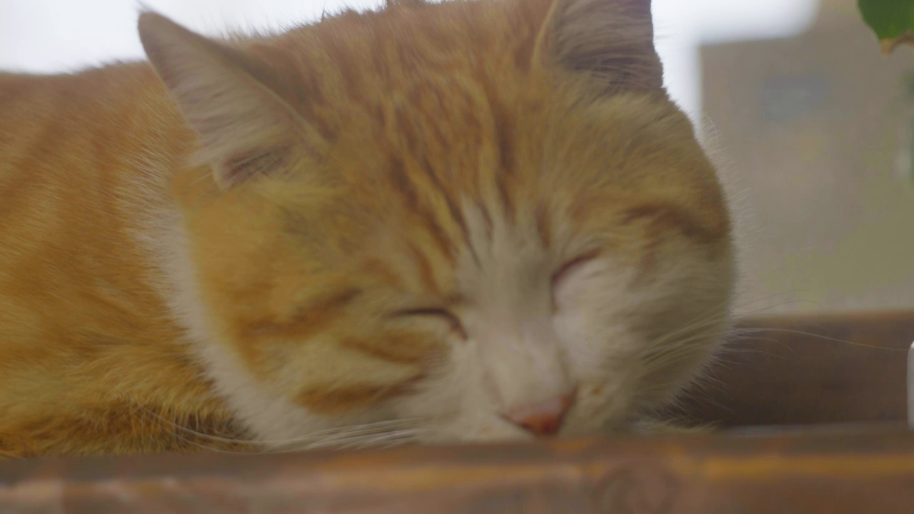 混混欲睡的橘猫视频下载