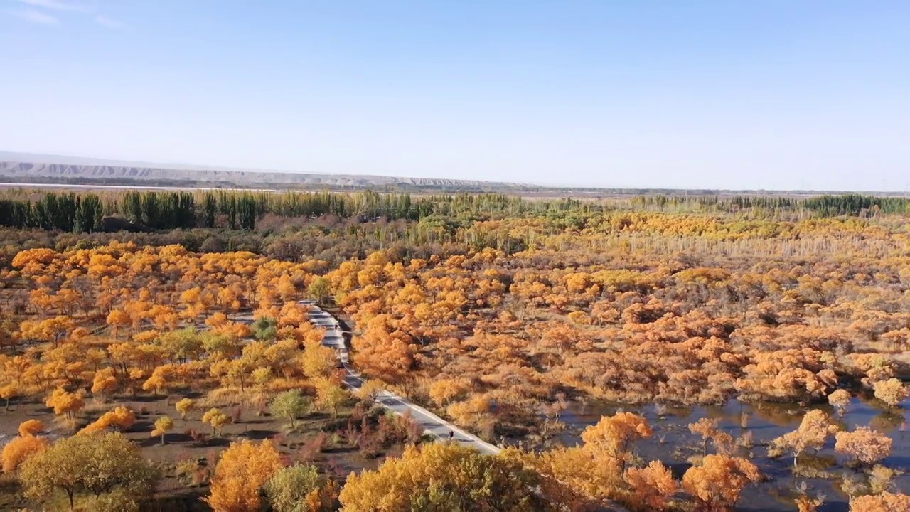 秋天新疆金色胡杨林，胡杨树的航拍风光合集视频下载