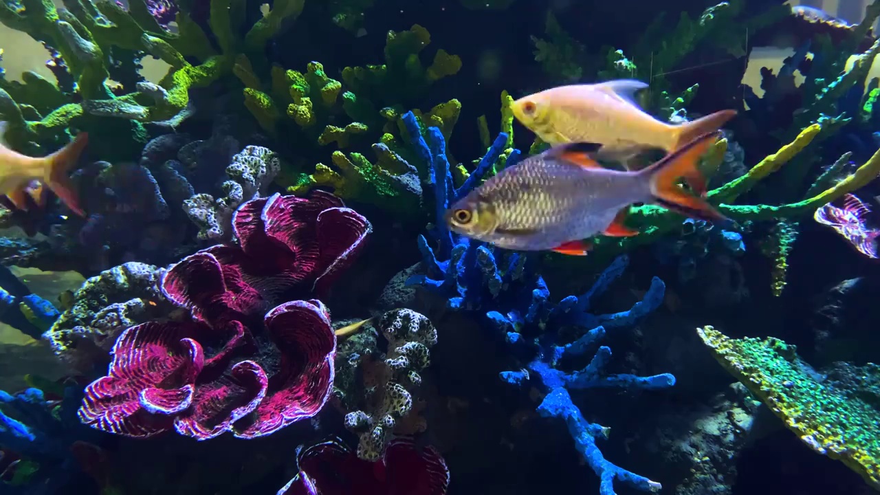 海洋生态系统水下海底世界珊瑚海鱼背景视频下载