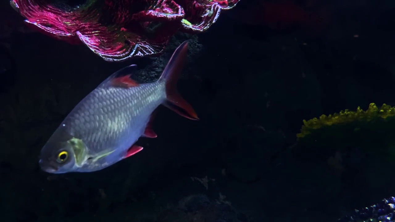 海洋生态系统水下海底世界珊瑚海鱼背景视频下载