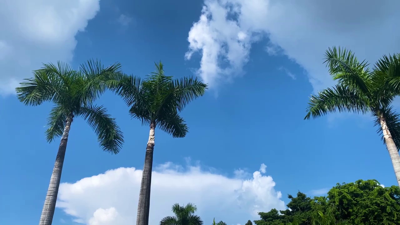 晴朗天气蓝天白云棕榈树背景视频下载