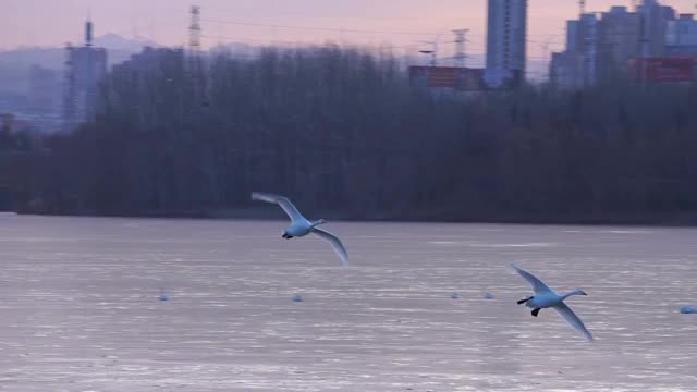 两只天鹅飞翔降落升格视频视频素材