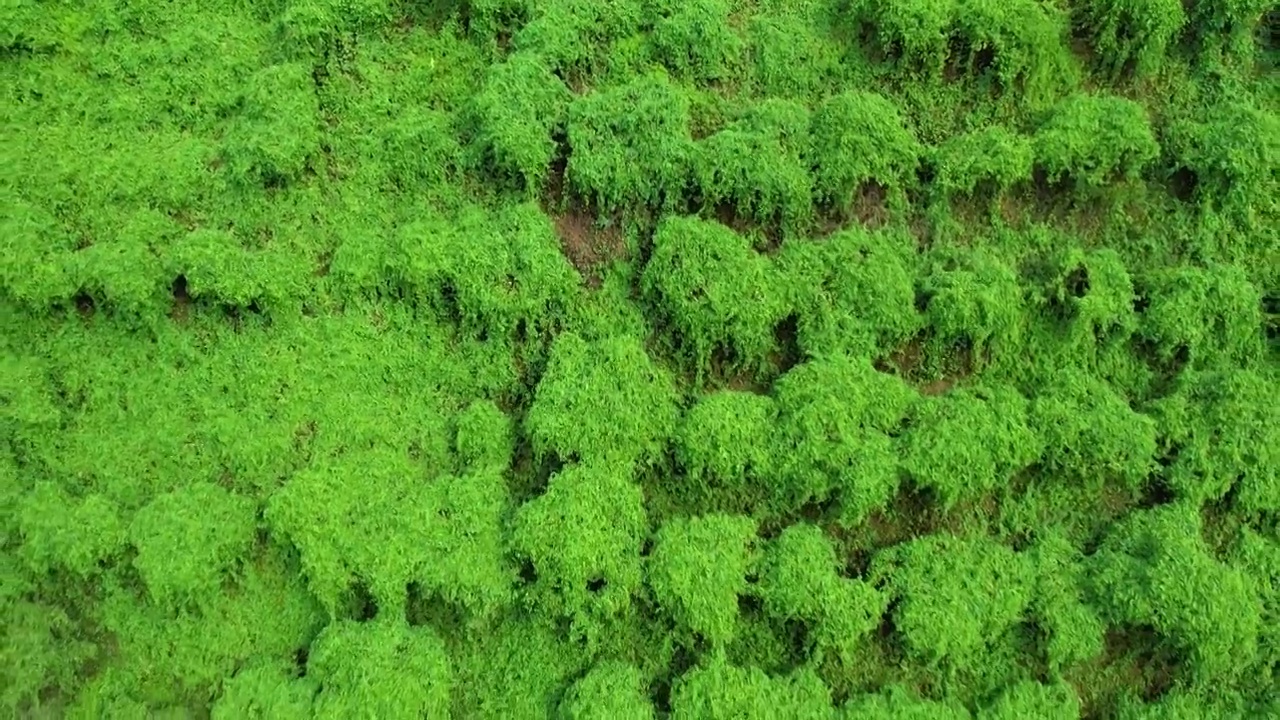 航拍原始森林绿色苔藓植被绿野仙踪绿色背景视频下载