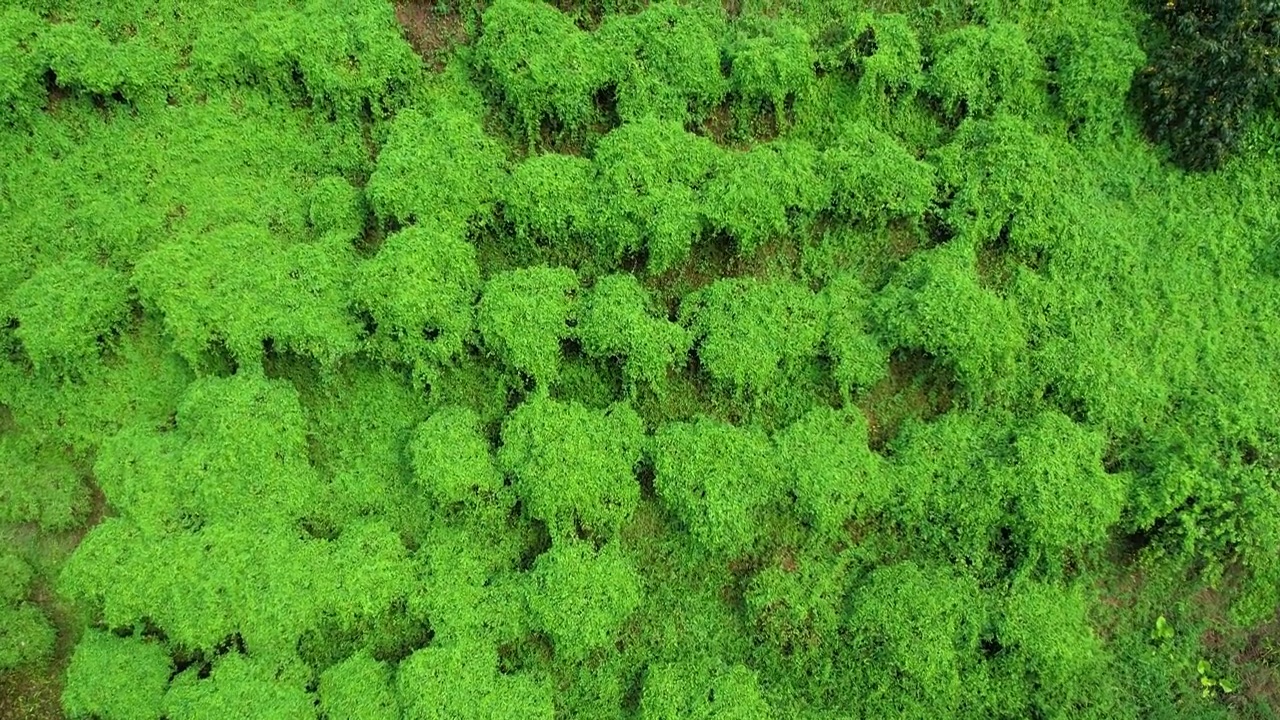 航拍原始森林绿色苔藓植被绿野仙踪绿色背景视频下载