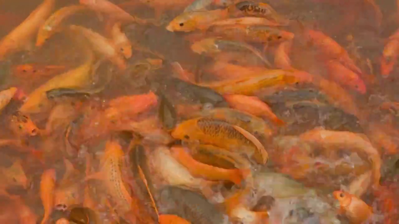 鱼池中扎堆的红色鲤鱼视频素材