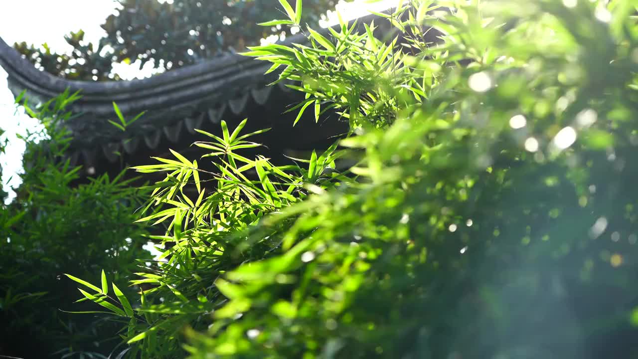 阳光下江南园林南京瞻园竹子竹叶逆光的炫光光影视频下载