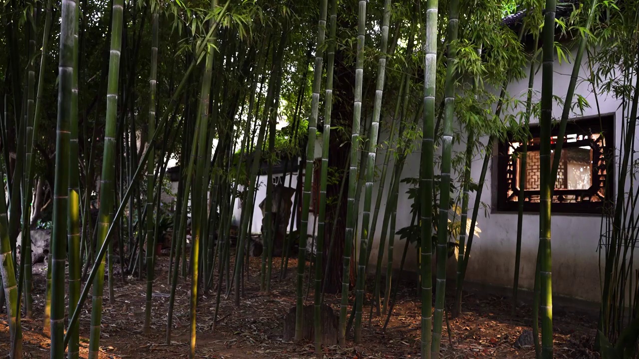 中国明代古典园林、“江南四大名园”之一，南京瞻园中式园林庭院里竹林和古风窗户的光影视频素材