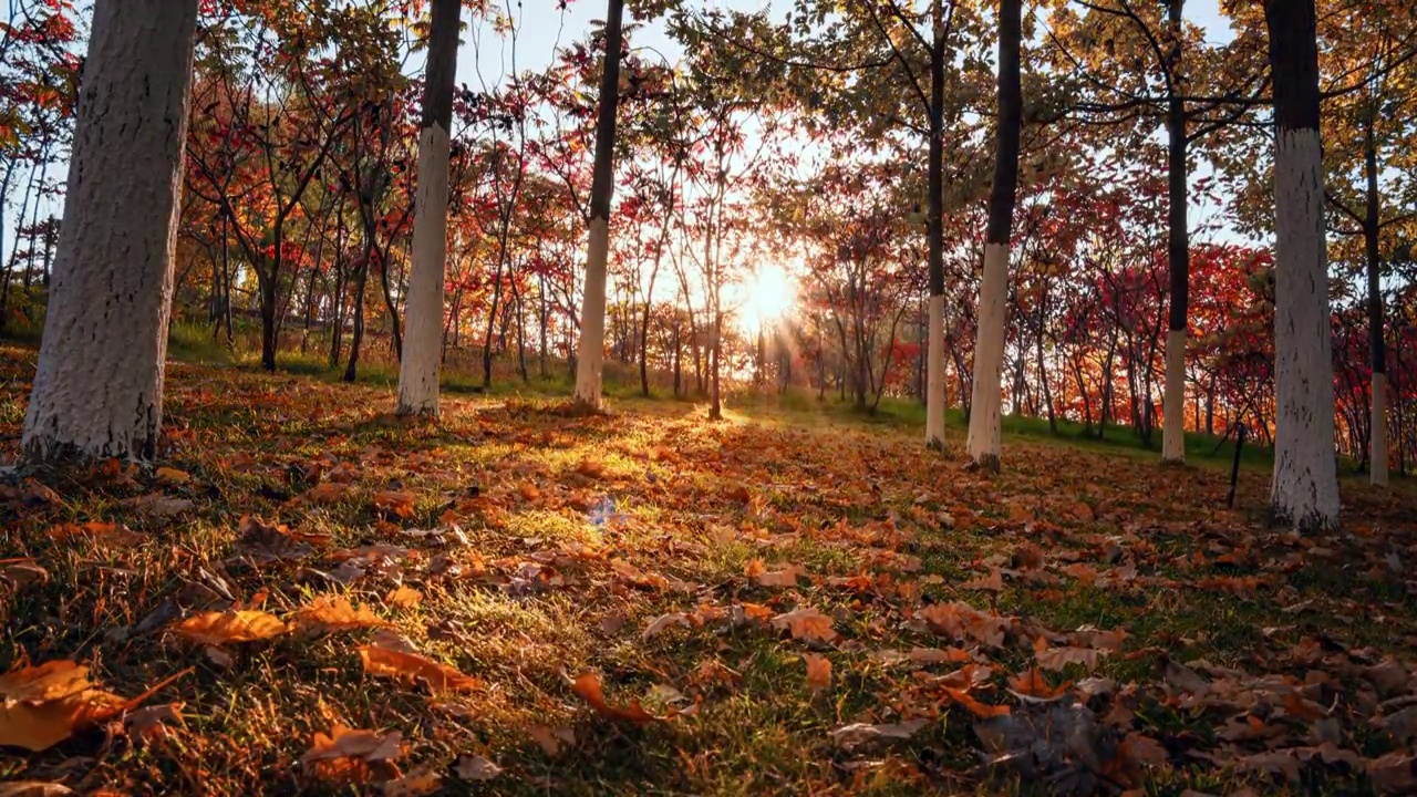 秋天树林落叶光影延时视频素材