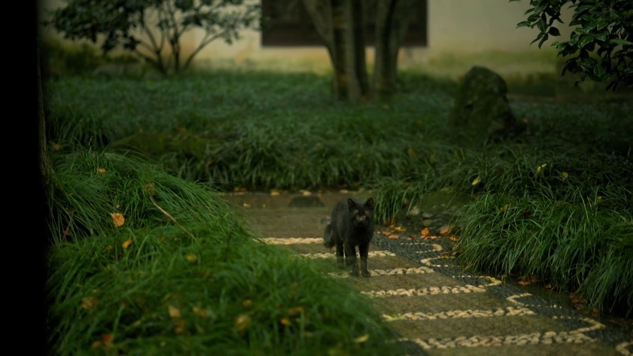 雨天江南园林道路中的出现一只黑色的小野猫视频素材
