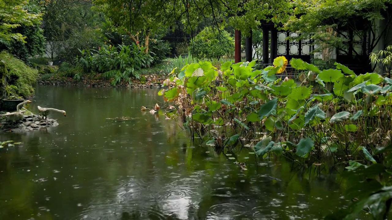 下雨天雨水滴落在园林中的池塘视频素材