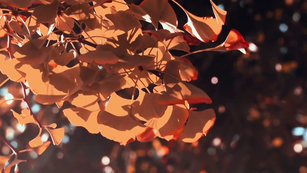 秋天阳光下的银杏叶视频素材