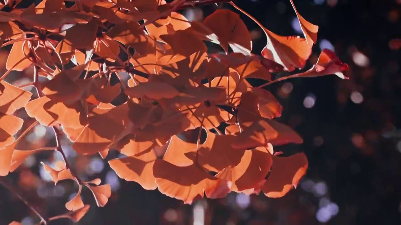 秋天阳光下的银杏叶视频素材