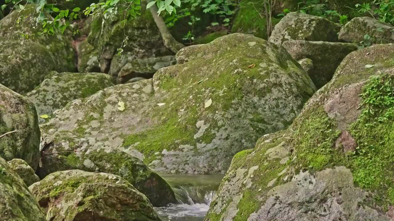 森林山谷中的小溪视频下载