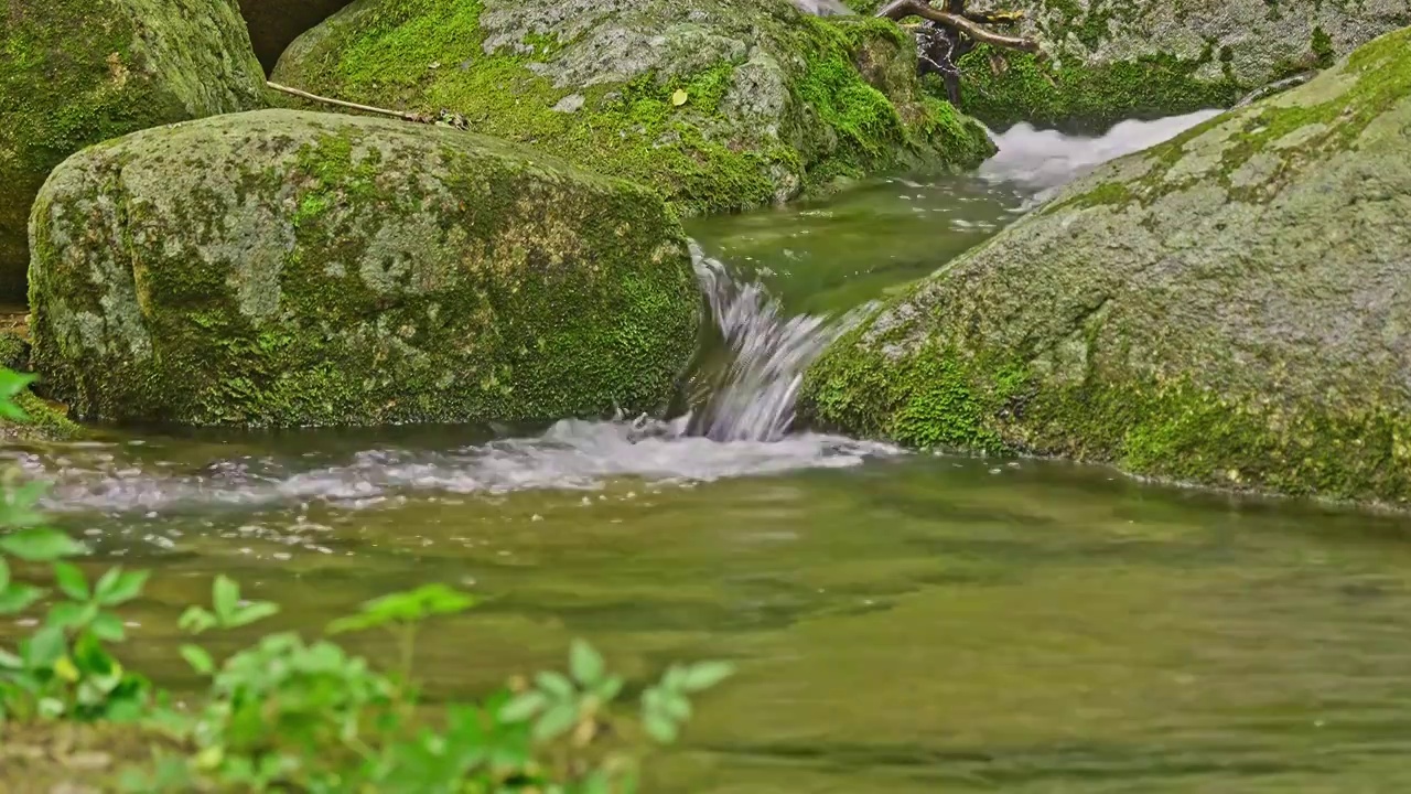 森林山谷中的小溪视频下载