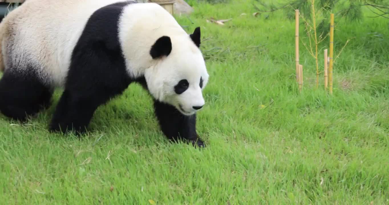 济南动物园国宝大熊猫雅吉华奥吃东西溜达视频下载