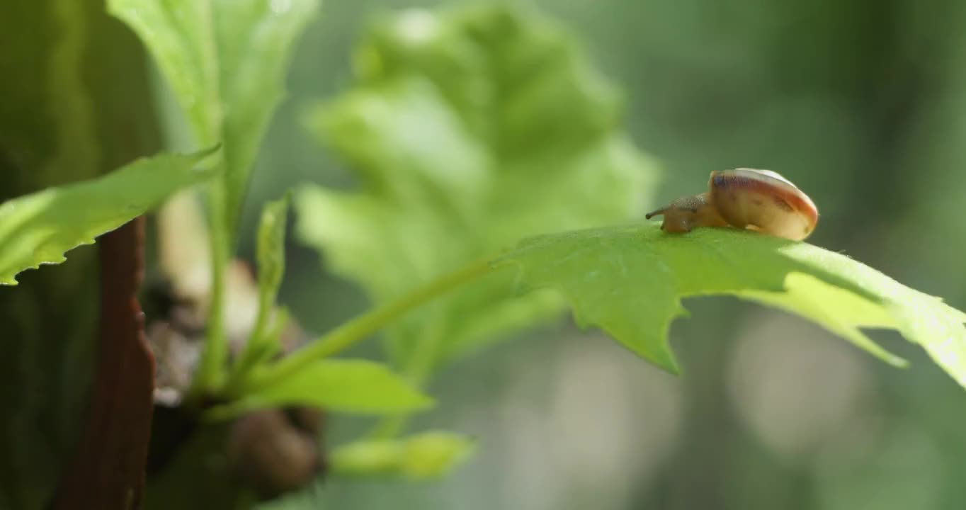 雨后蜗牛爬树视频下载