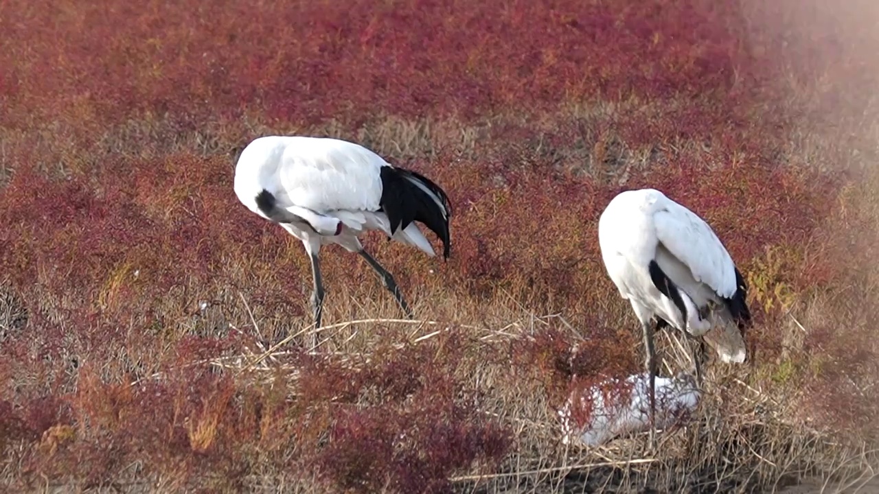 盘锦红海滩湿地保护区的国家级保护动物丹顶鹤视频下载
