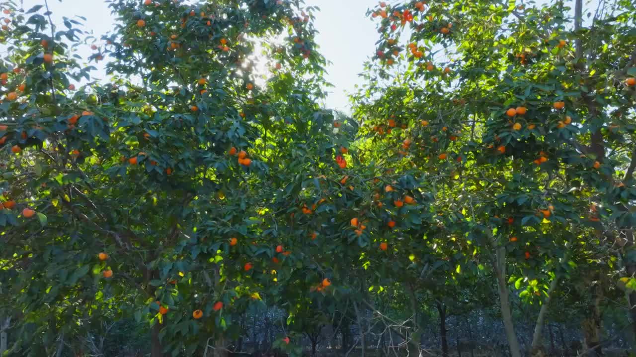 秋天成熟的柿子拍摄视频下载