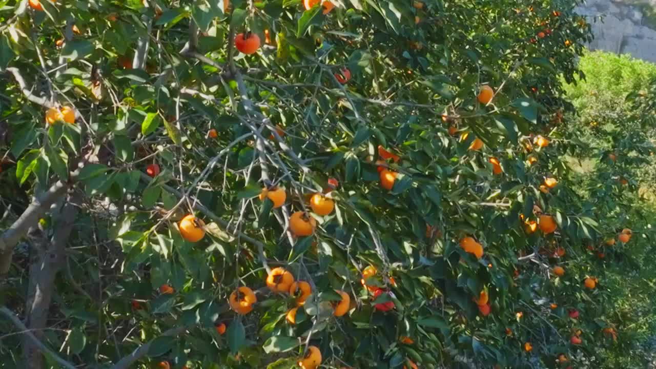 秋天成熟的柿子拍摄视频下载