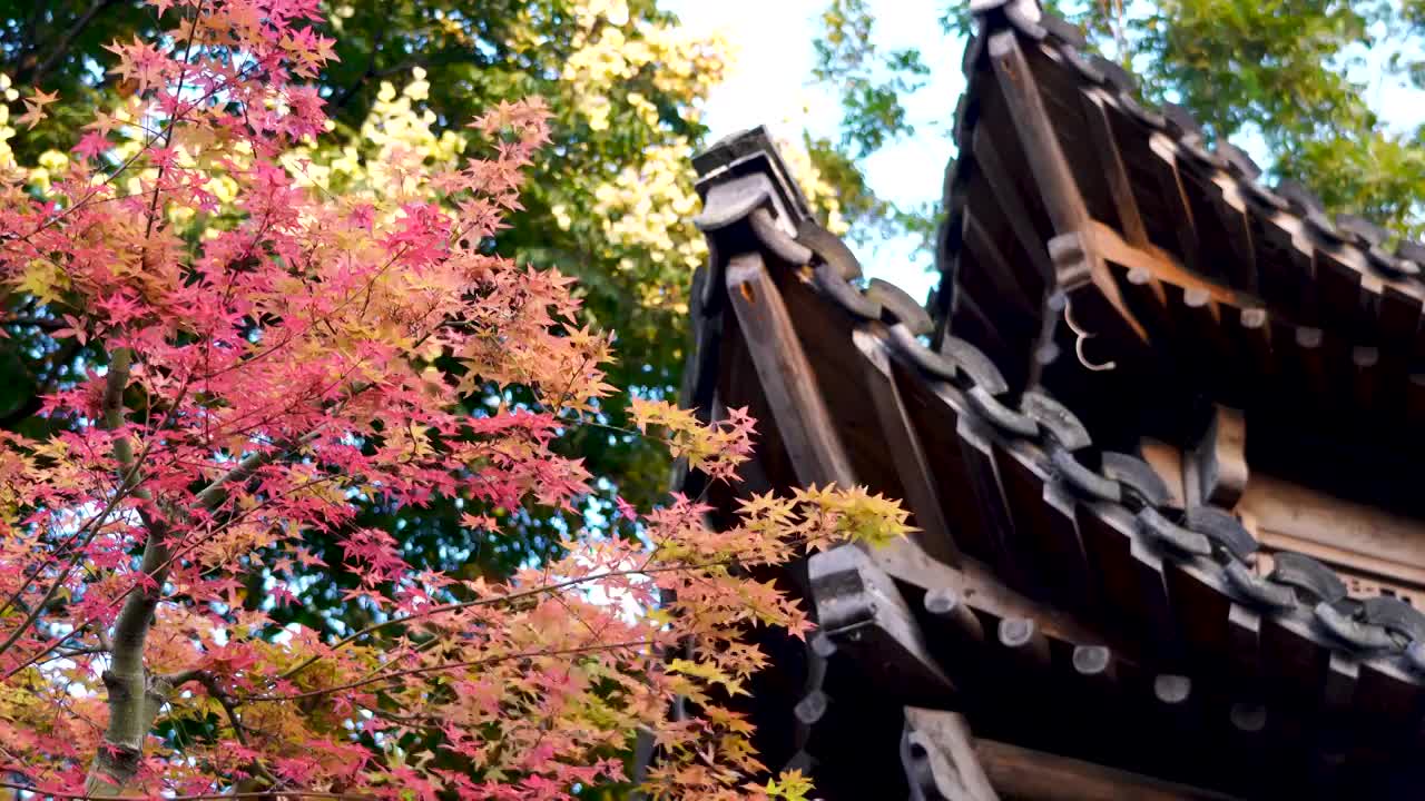 秋天江南园林古风亭台楼阁旁多色明亮的枫叶视频素材