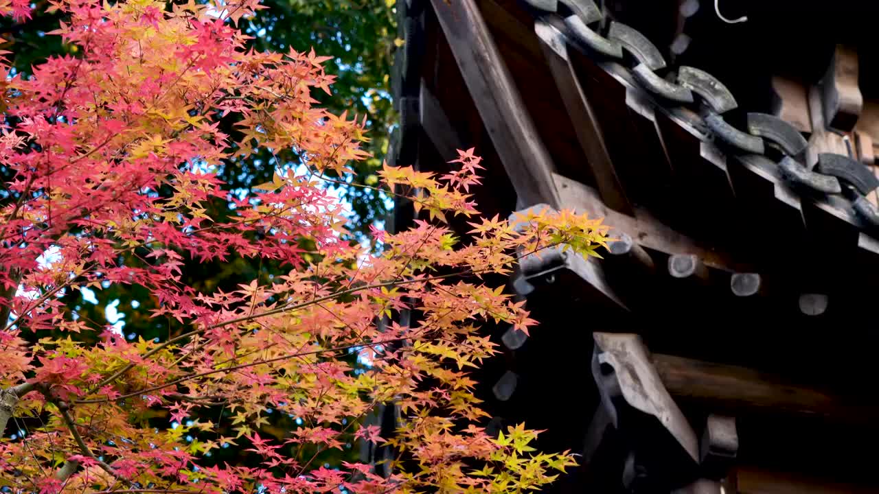 秋天江南园林古风亭台楼阁旁色彩鲜艳的枫叶视频素材